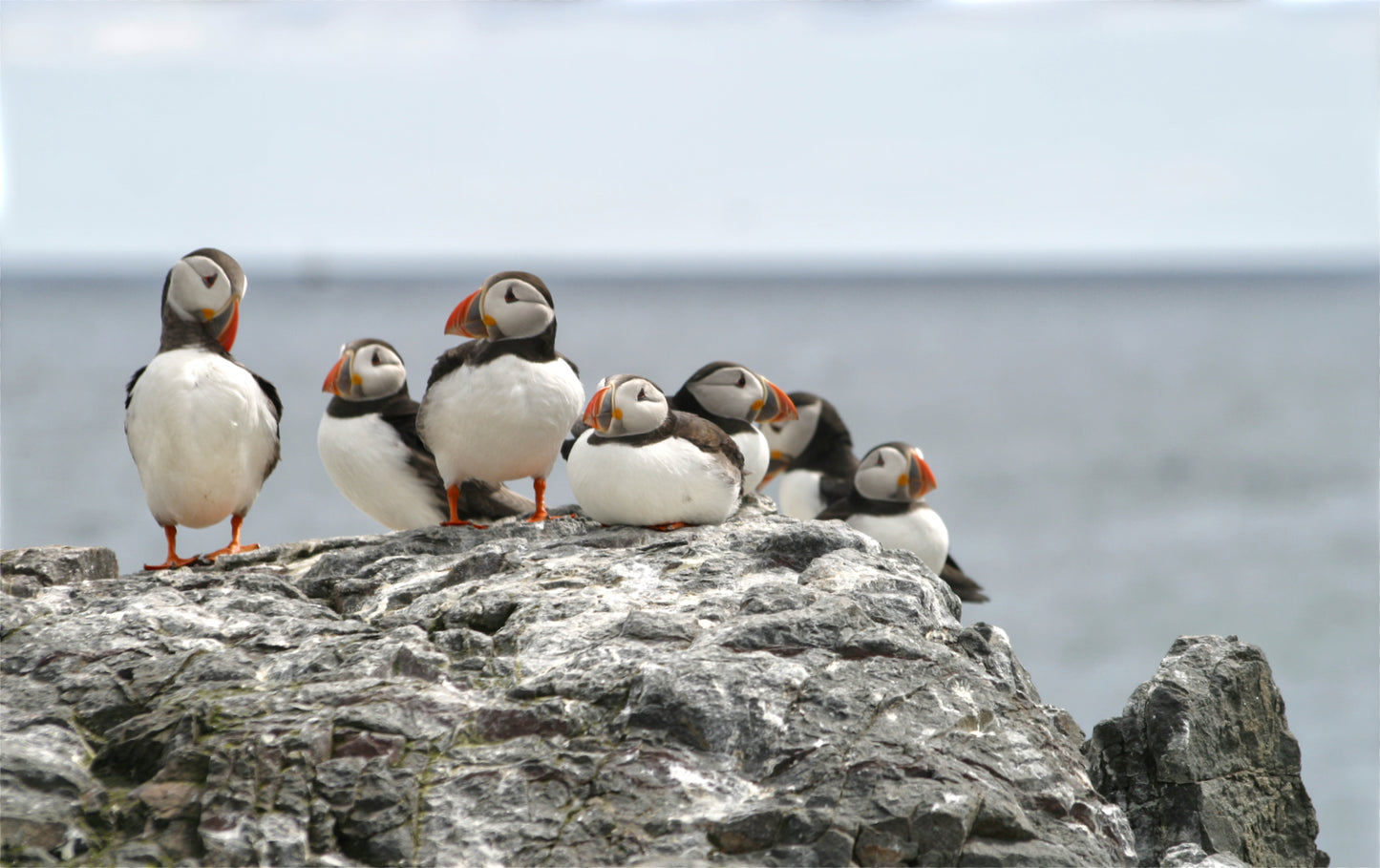 Puffins, David Meikle