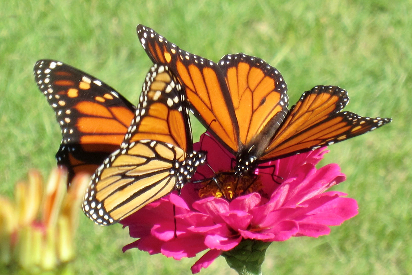 Togetherness - Butterfly, Felicity Collins