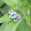 Forget-me-not mini seedbox
